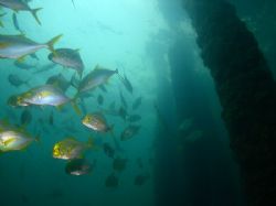 One Mile Jetty Carnarvon Western Australia by Brad Cox 